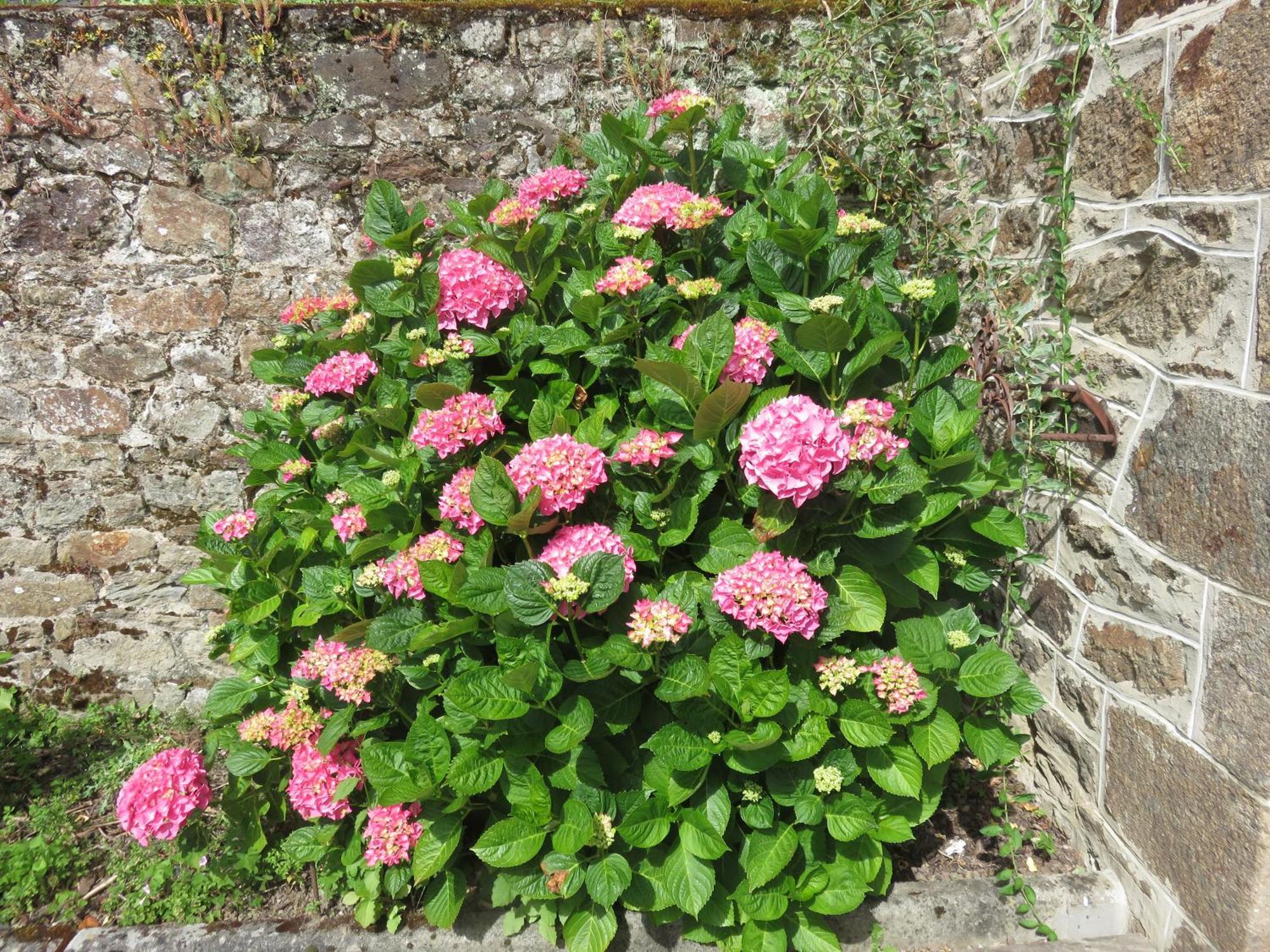 Bed and Breakfast Le Jardin à Mordreuc Pleudihen-sur-Rance Exterior foto
